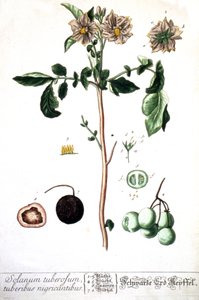 The Potato, 1737 by Elizabeth Blackwell